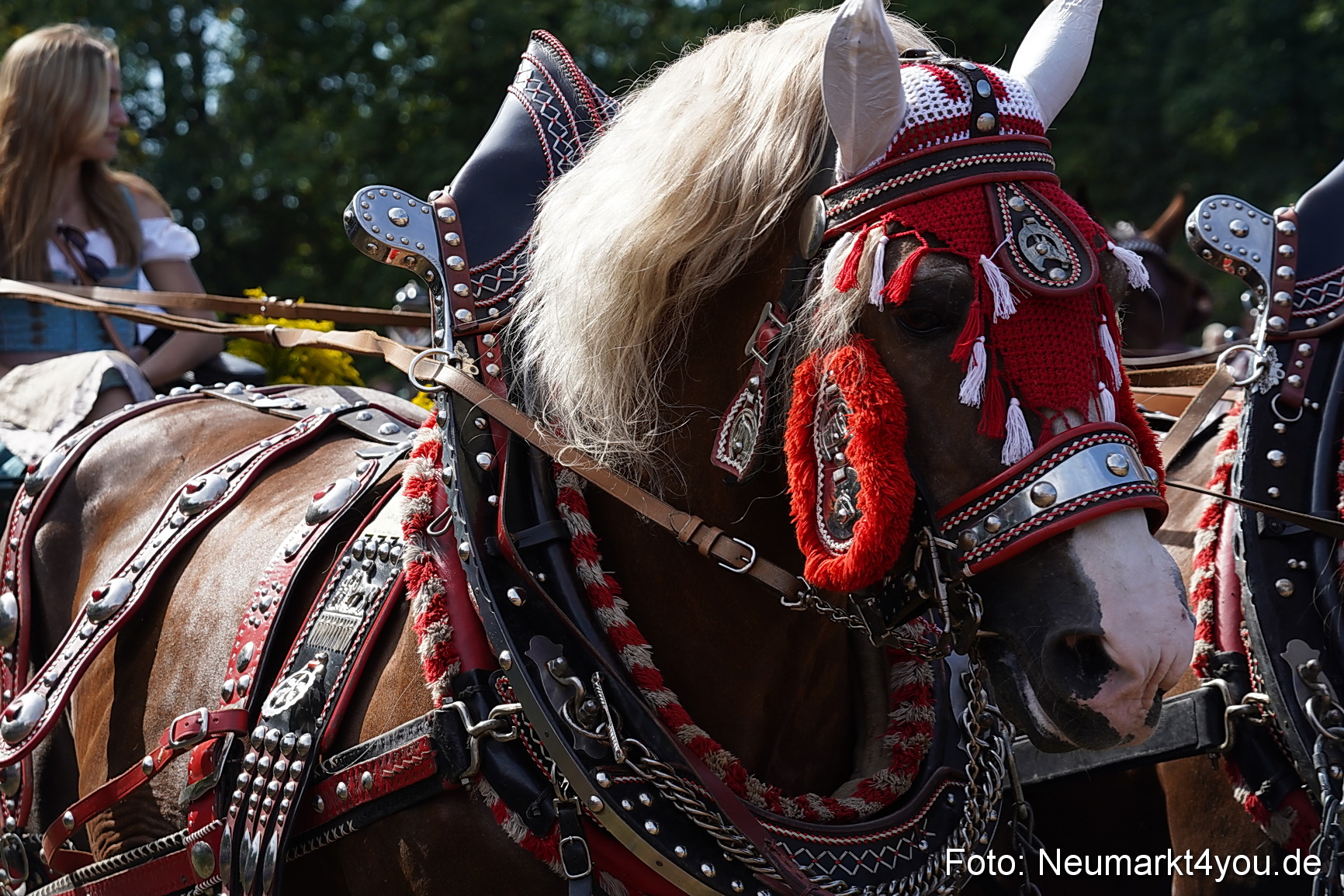 Pferde und Fohlenschau 2022 0216 